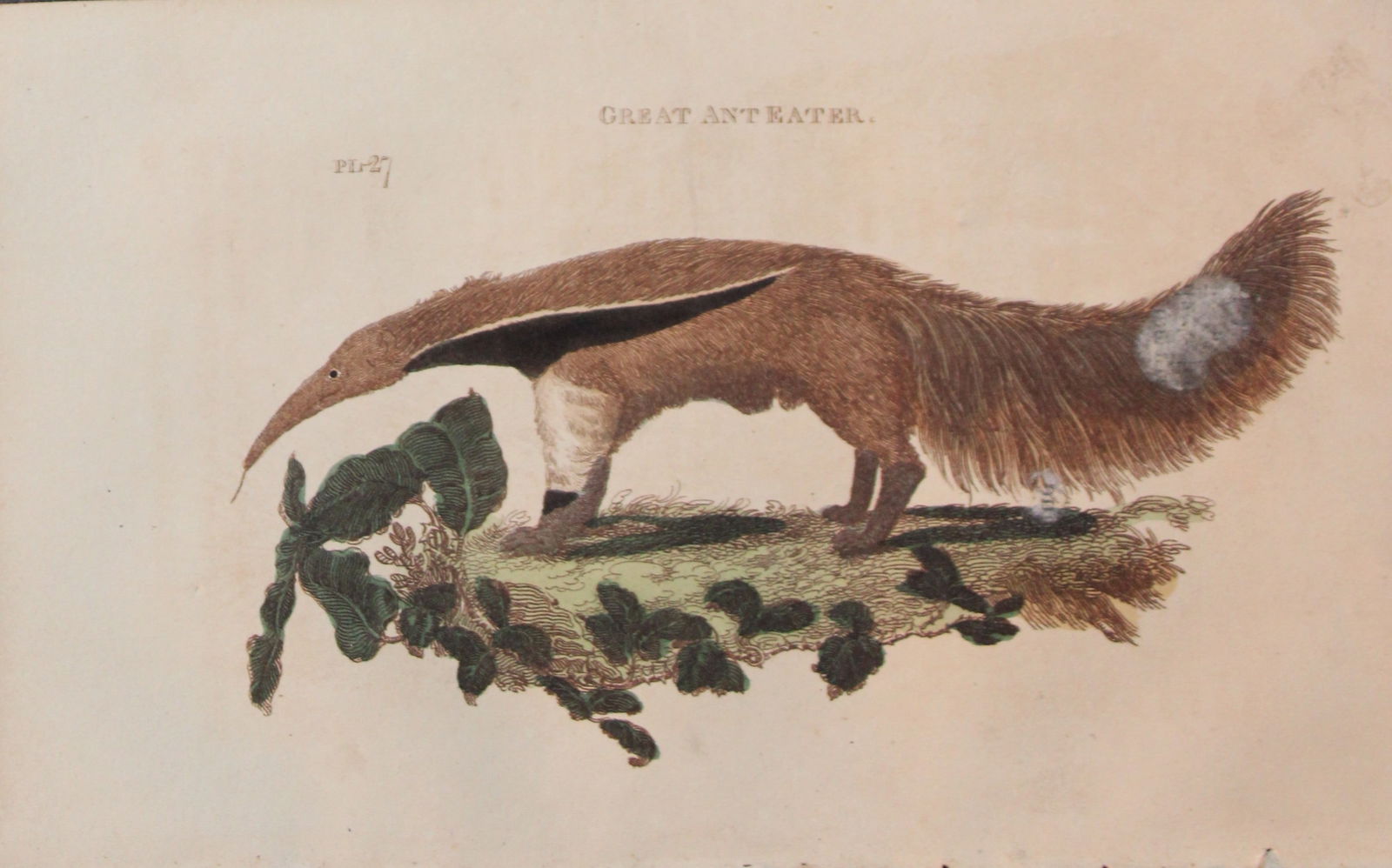 Brightly - Engraving of a Great Ant Eater1811: This copperplate engraving is from The Natural History of Quadrupeds, and Cetaceous Animals by various authors. Published by Brightly and Co, Bungay 1811.Size: 8in x 5in (20cm x 13cm)