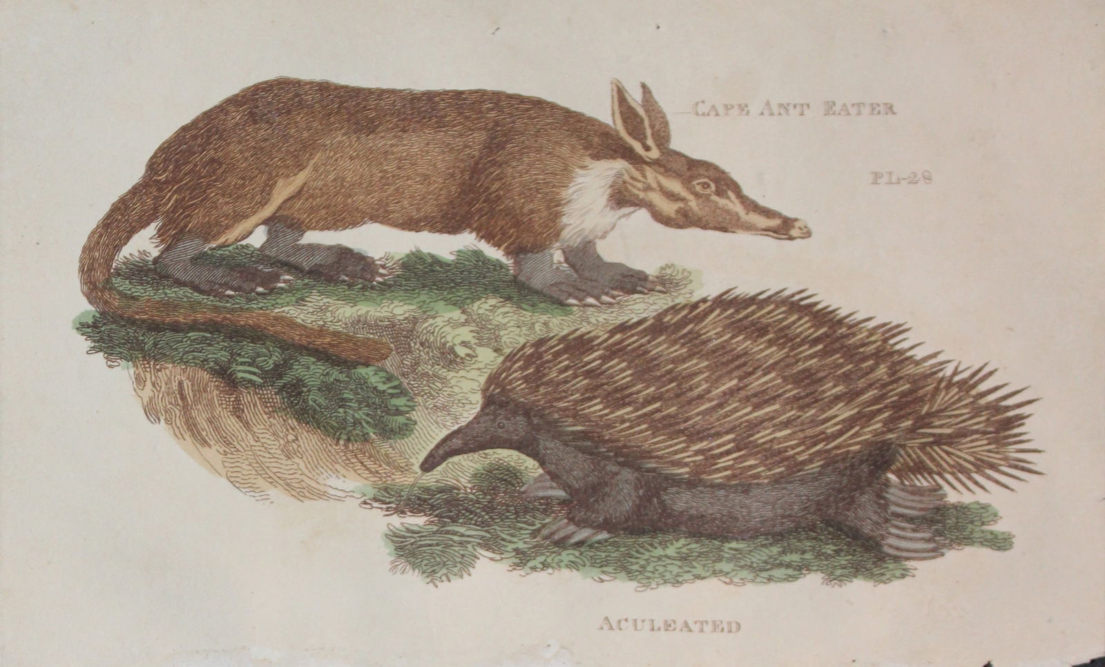 Brightly - Engraving of a Cape Ant Eater and Aculeated 1811: This copperplate engraving is from The Natural History of Quadrupeds, and Cetaceous Animals by various authors. Published by Brightly and Co, Bungay 1811.Size: 8in x 5in (20cm x 13cm)