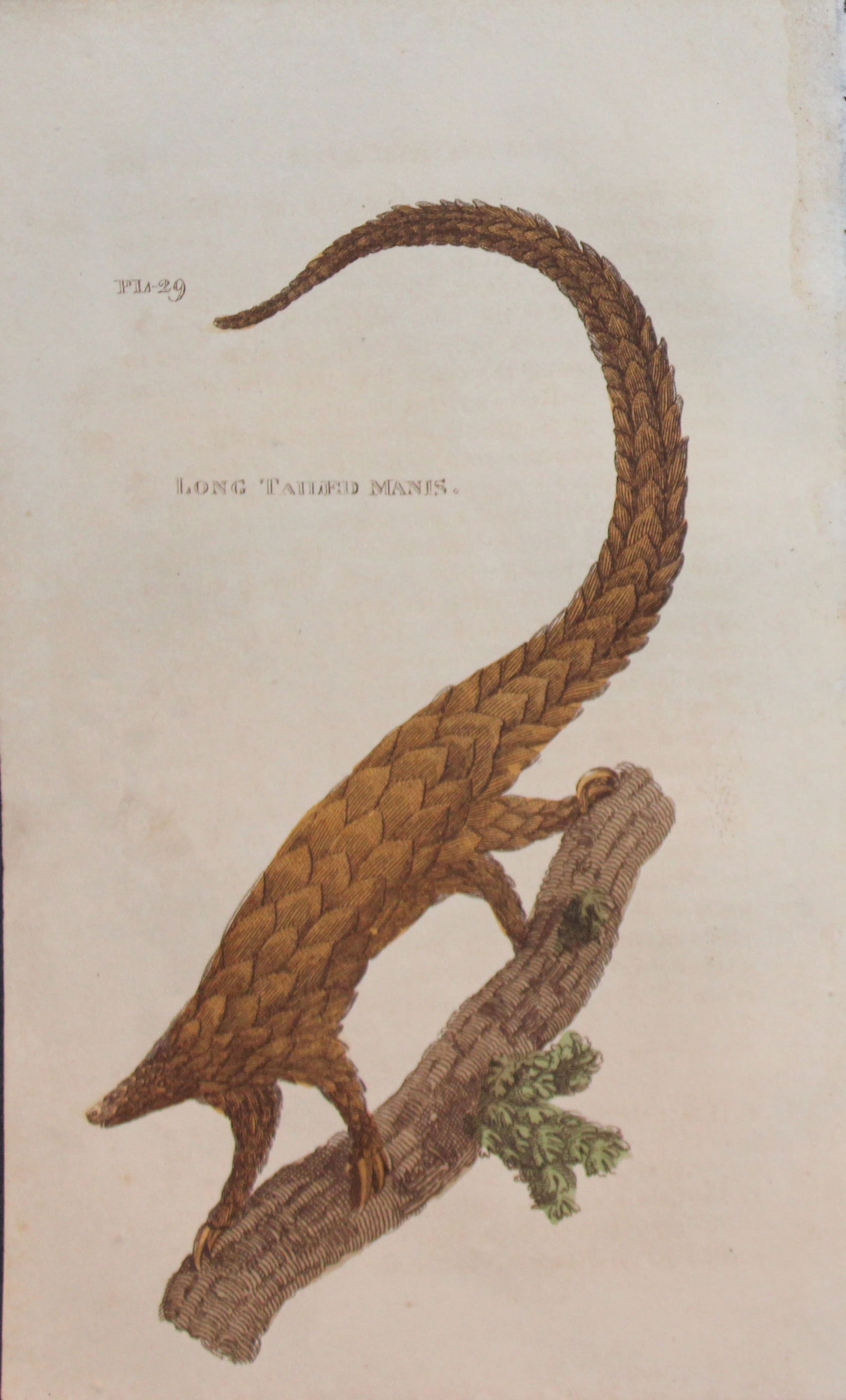 Brightly - Engraving of a Long Tailed Manis 1811: This copperplate engraving is from The Natural History of Quadrupeds, and Cetaceous Animals by various authors. Published by Brightly and Co, Bungay 1811.Size: 8in x 5in (20cm x 13cm)