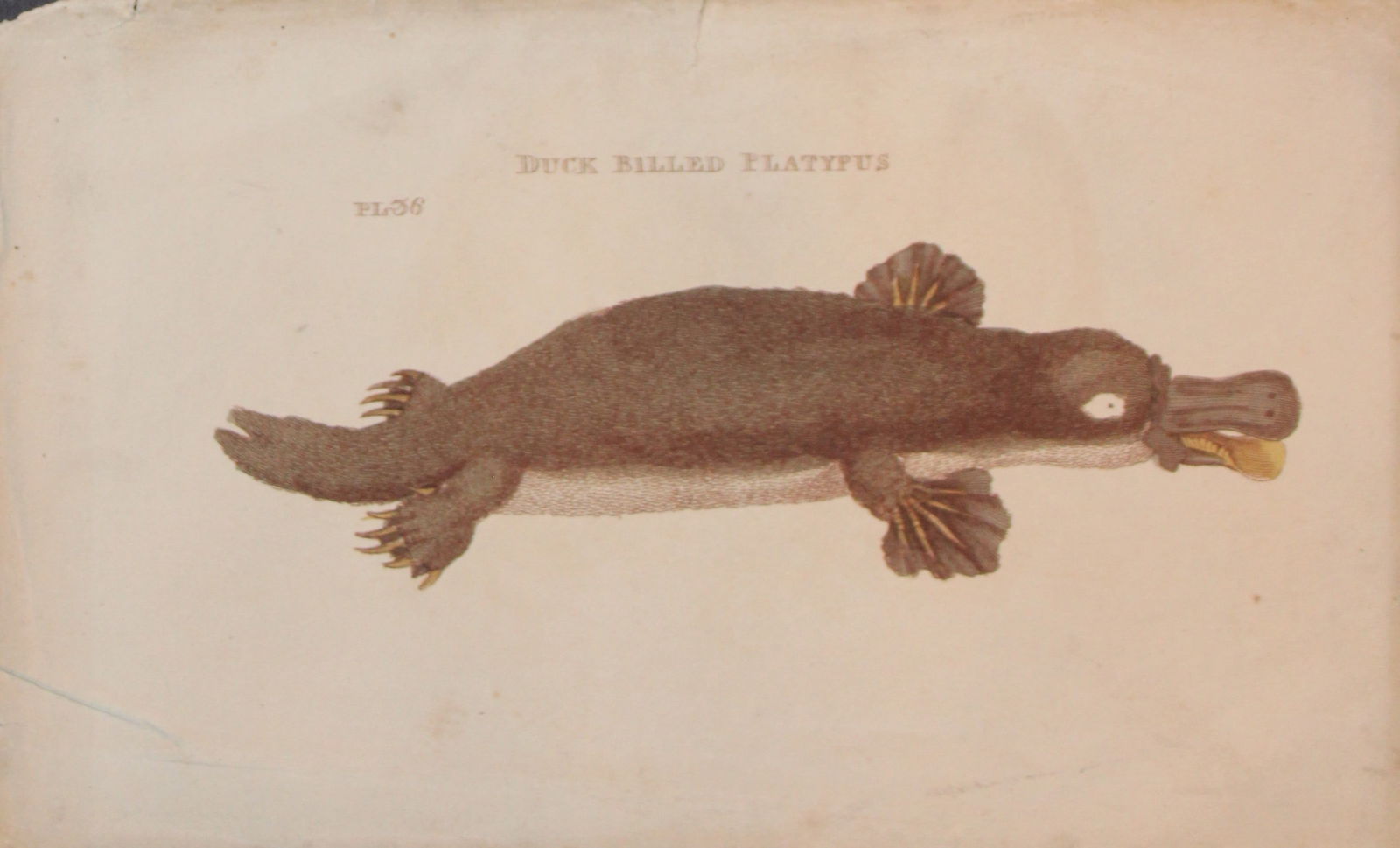 Brightly - Engraving of a Duck Billed Platypus1811 (1 of 1)