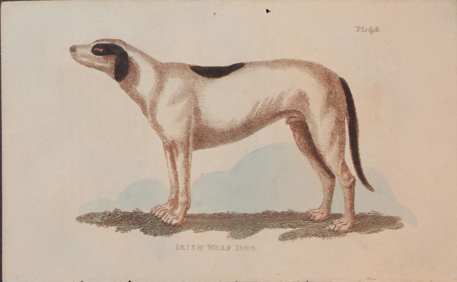 Brightly - Engraving of an Irish Wolf Dog 1811: This copperplate engraving is from The Natural History of Quadrupeds, and Cetaceous Animals by various authors. Published by Brightly and Co, Bungay 1811.Size: 8in x 5in (20cm x 13cm)
