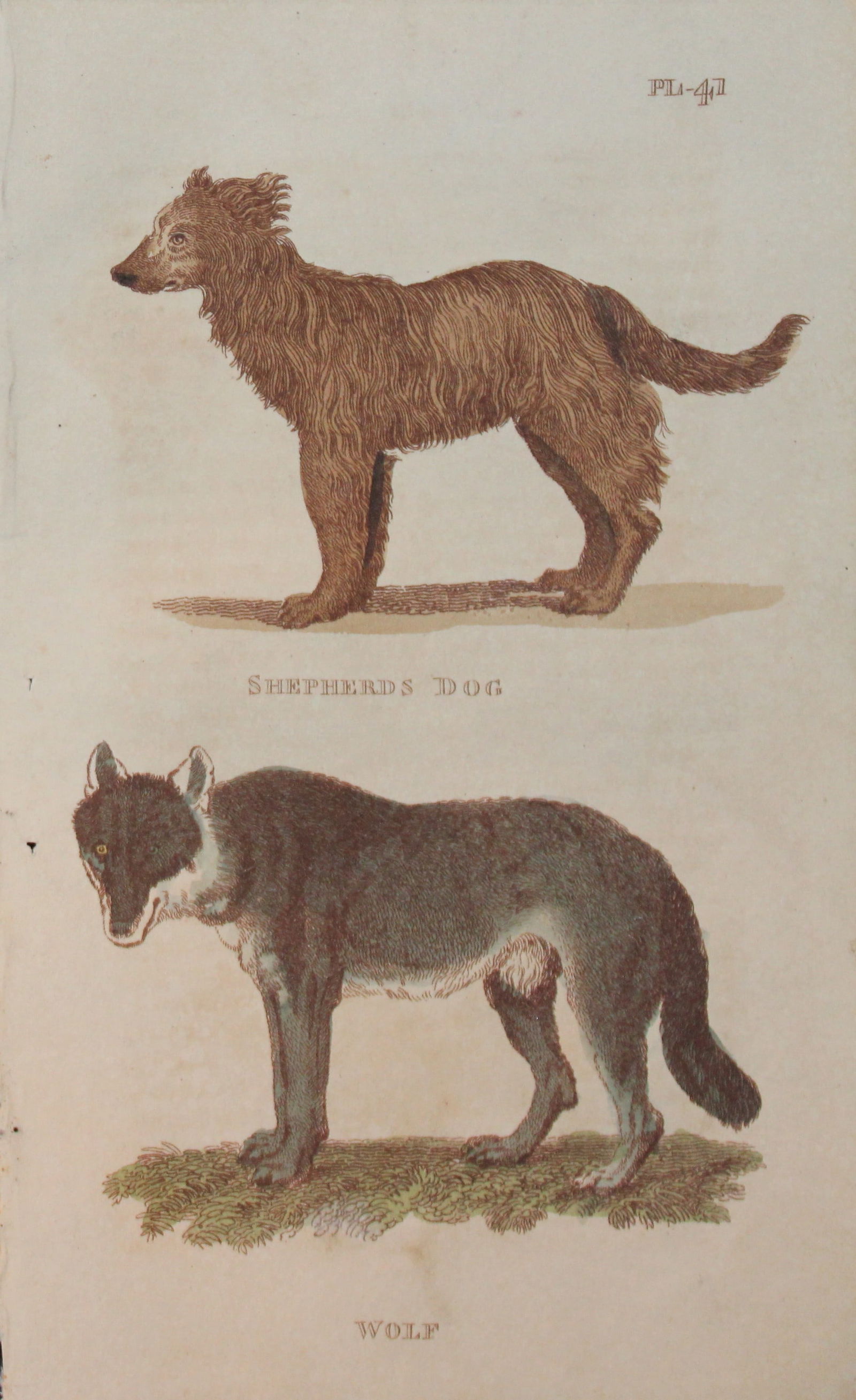 Brightly - Engraving of a Shepherd Dog and a Wolf 1811: This copperplate engraving is from The Natural History of Quadrupeds, and Cetaceous Animals by various authors. Published by Brightly and Co, Bungay 1811.Size: 8in x 5in (20cm x 13cm)