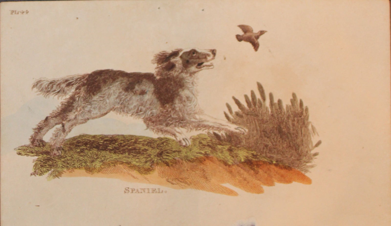 Brightly - Engraving of a Spaniel 1811 (1 of 1)