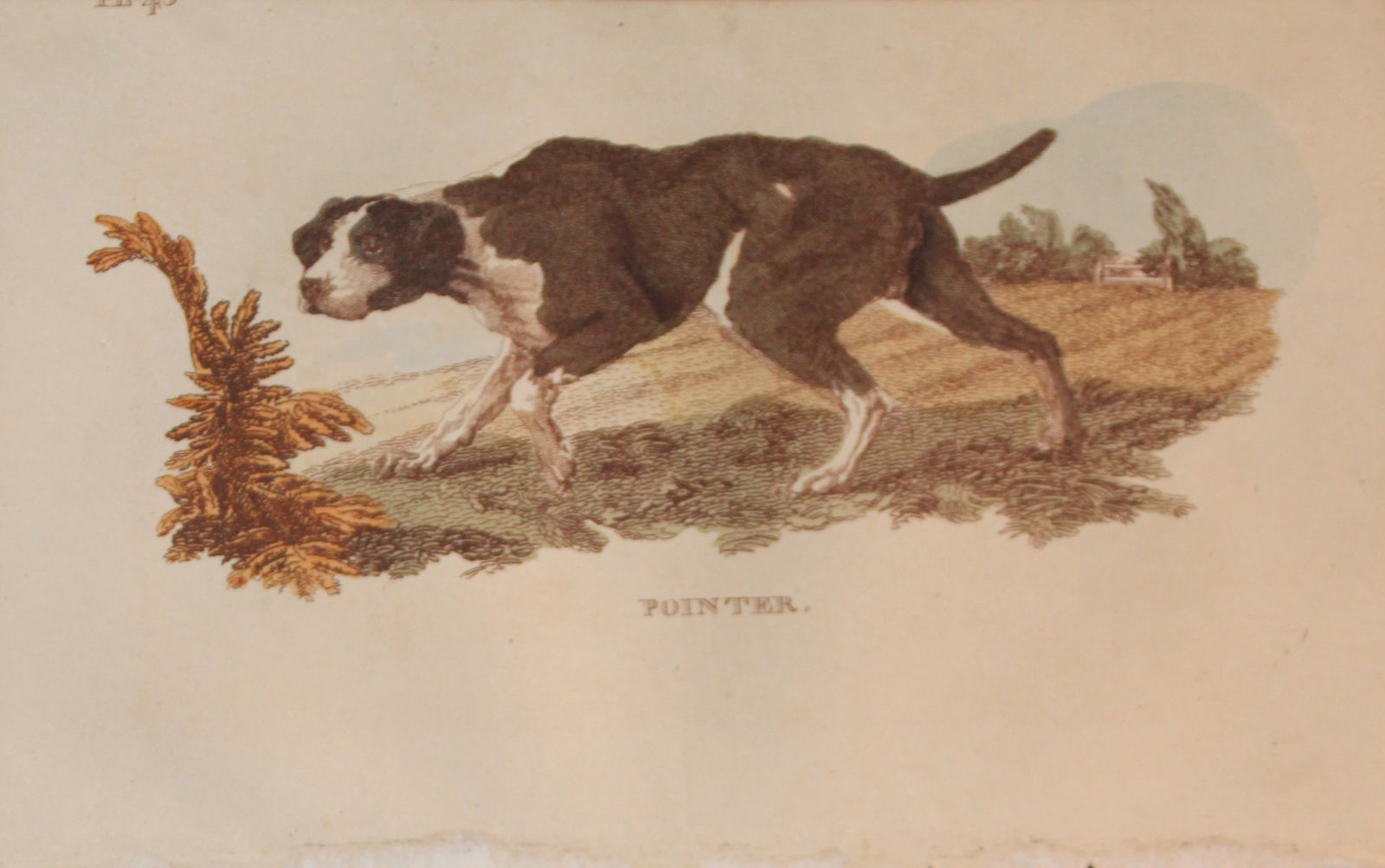 Brightly - Engraving of a Pointer 1811: This copperplate engraving is from The Natural History of Quadrupeds, and Cetaceous Animals by various authors. Published by Brightly and Co, Bungay 1811.Size: 8in x 5in (20cm x 13cm)