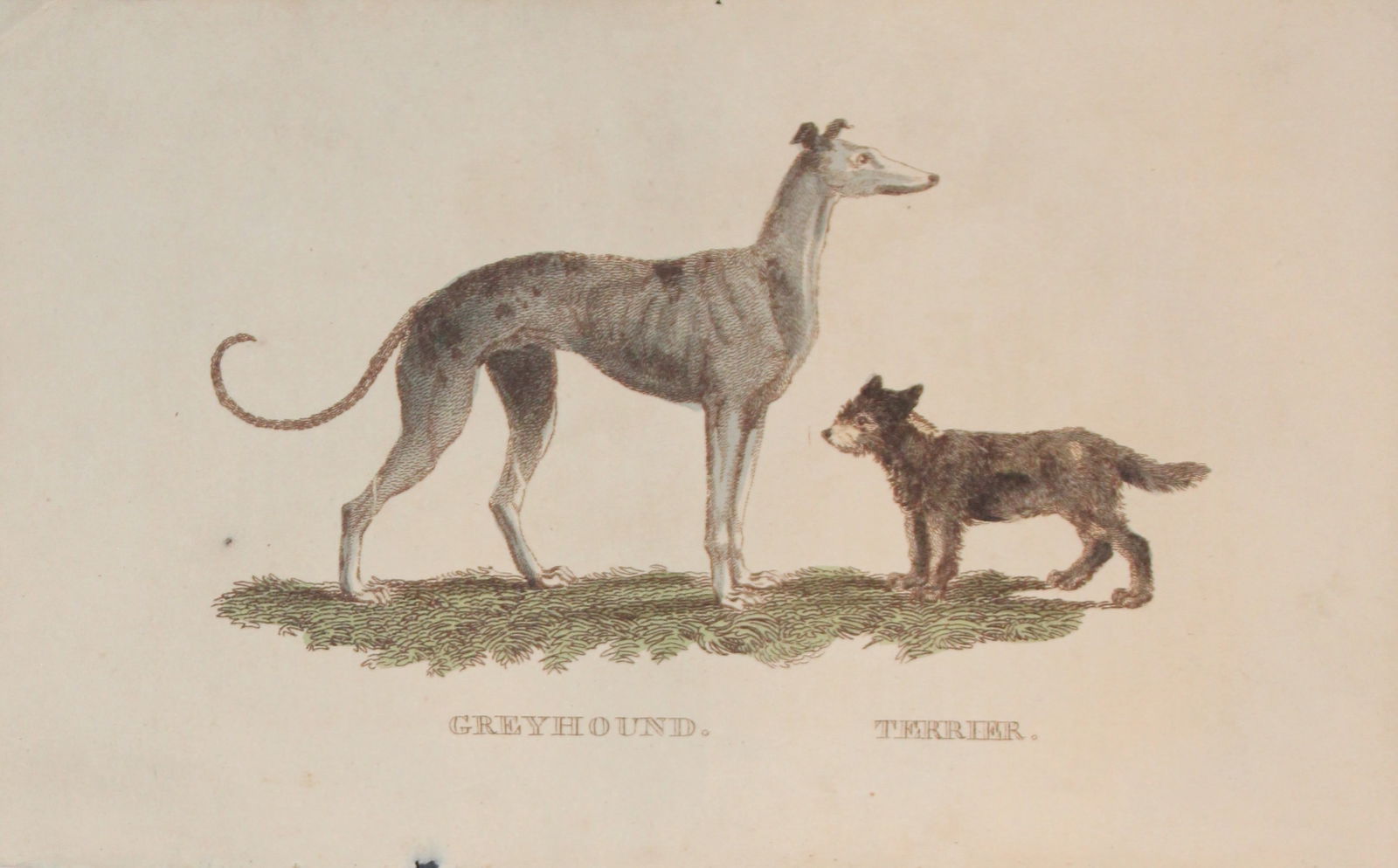Brightly - Engraving of a Greyhound and Terrier 1811: This copperplate engraving is from The Natural History of Quadrupeds, and Cetaceous Animals by various authors. Published by Brightly and Co, Bungay 1811.Size: 8in x 5in (20cm x 13cm)