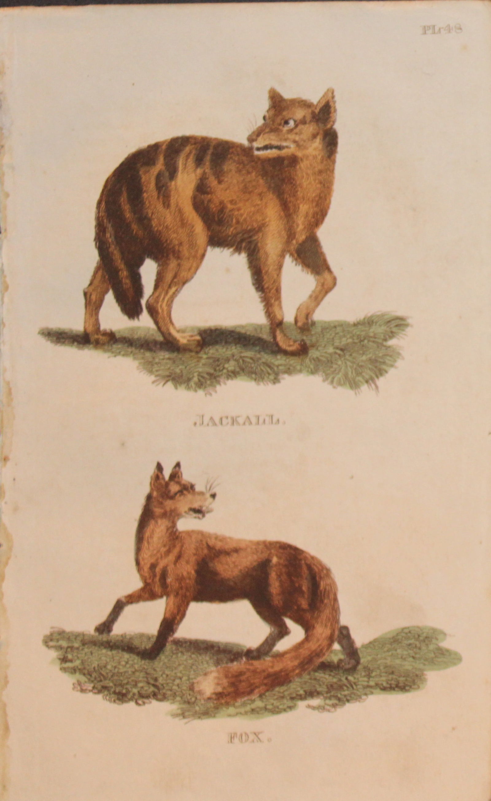 Brightly - Engraving of a Jackal and a Fox 1811: This copperplate engraving is from The Natural History of Quadrupeds, and Cetaceous Animals by various authors. Published by Brightly and Co, Bungay 1811.Size: 8in x 5in (20cm x 13cm)
