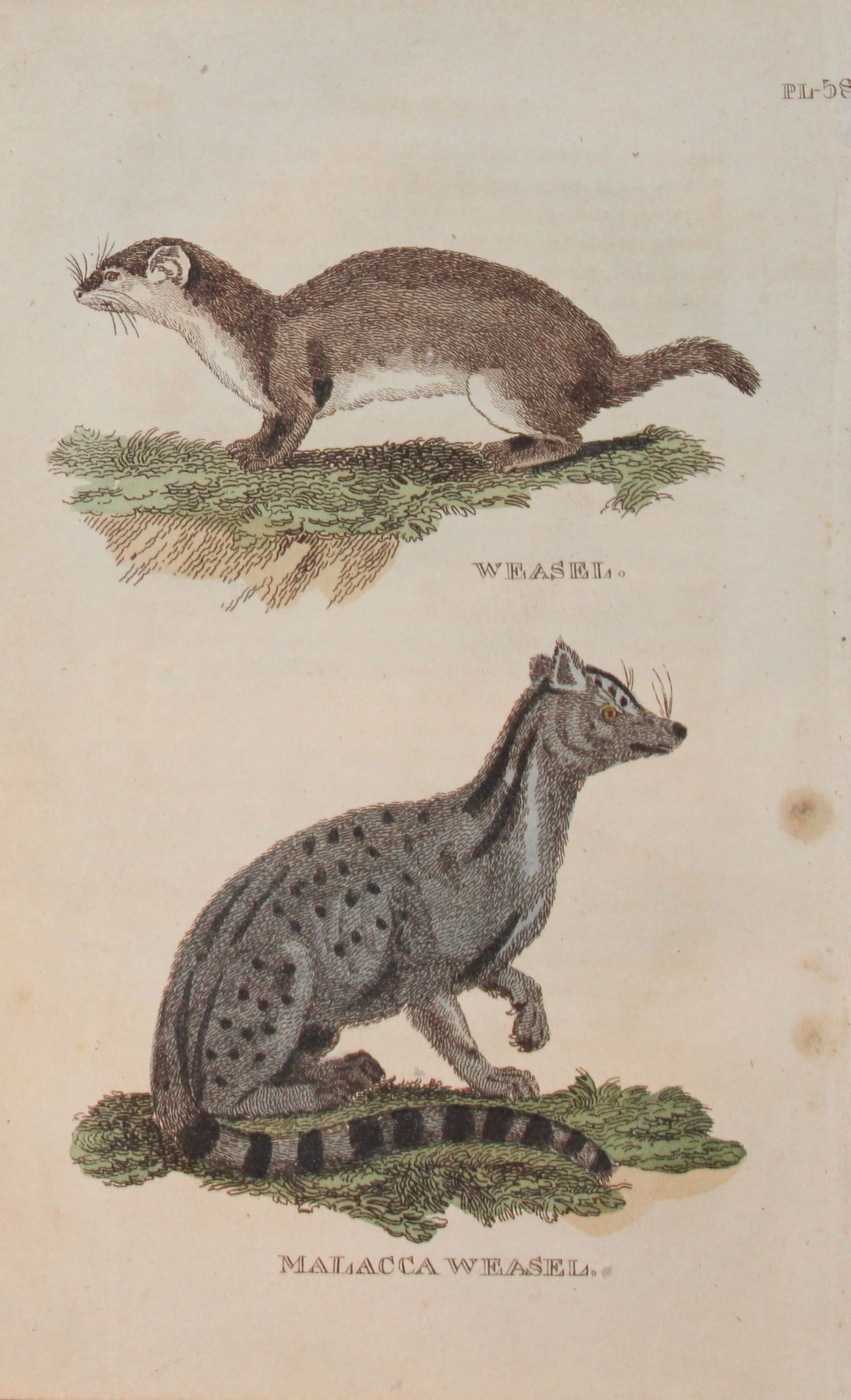 Brightly - Engraving of a Weasel and a Malacca Weasel 1811: This copperplate engraving is from The Natural History of Quadrupeds, and Cetaceous Animals by various authors. Published by Brightly and Co, Bungay 1811.Size: 8in x 5in (20cm x 13cm)