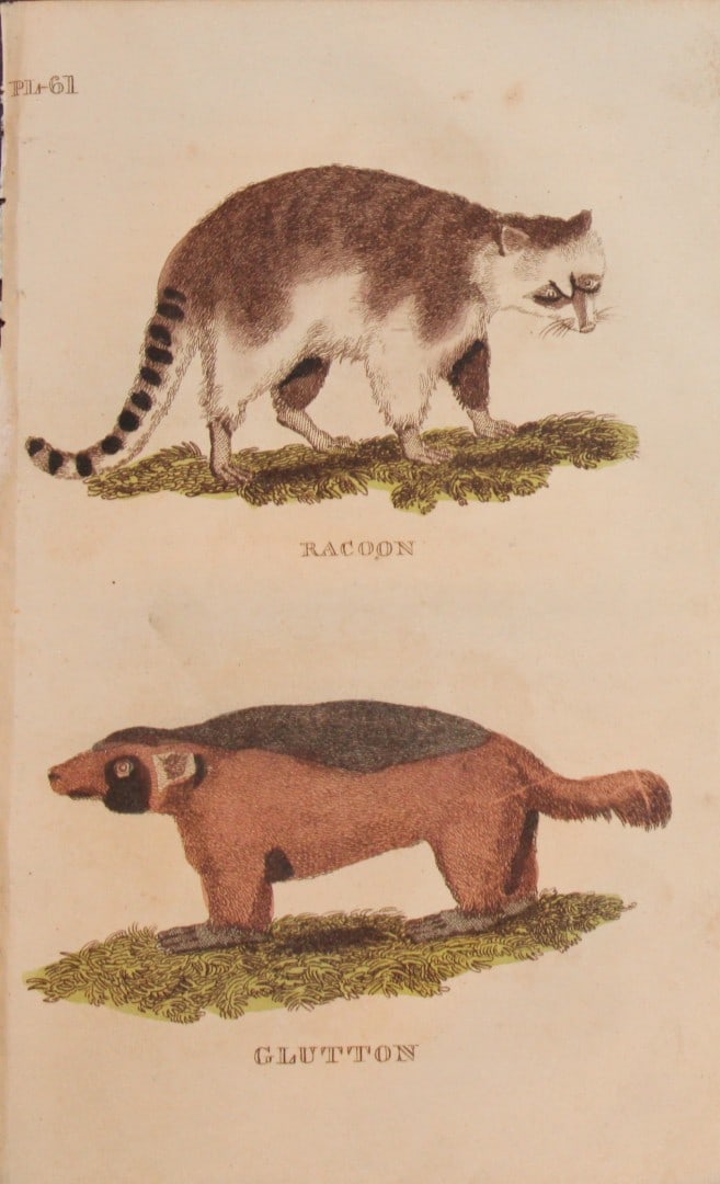 Brightly - Engraving of a Racoon and Glutton 1811: This copperplate engraving is from The Natural History of Quadrupeds, and Cetaceous Animals by various authors. Published by Brightly and Co, Bungay 1811.Size: 8in x 5in (20cm x 13cm)