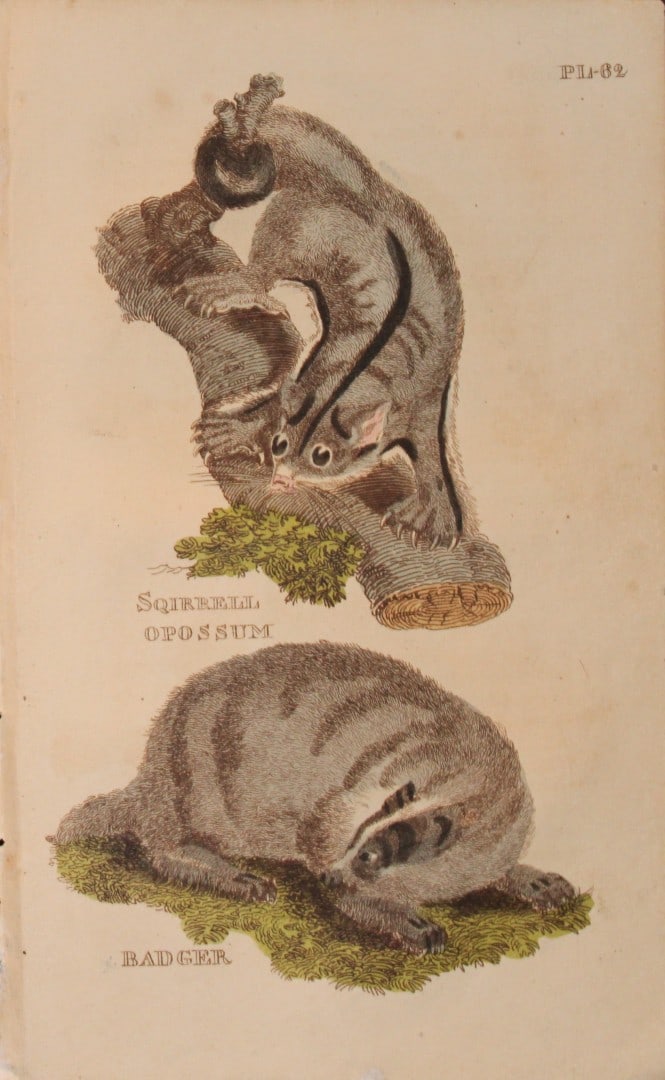 Brightly - Engraving of a Squirrel Opossum and a Badger 1811: This copperplate engraving is from The Natural History of Quadrupeds, and Cetaceous Animals by various authors. Published by Brightly and Co, Bungay 1811.Size: 8in x 5in (20cm x 13cm)