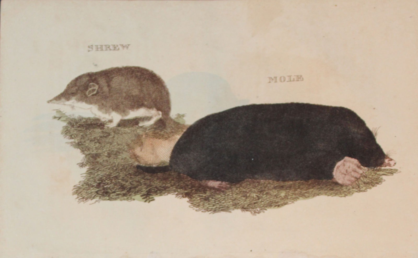 Brightly - Engraving of a Shrew and a Mole 1811: This copperplate engraving is from The Natural History of Quadrupeds, and Cetaceous Animals by various authors. Published by Brightly and Co, Bungay 1811.Size: 8in x 5in (20cm x 13cm)