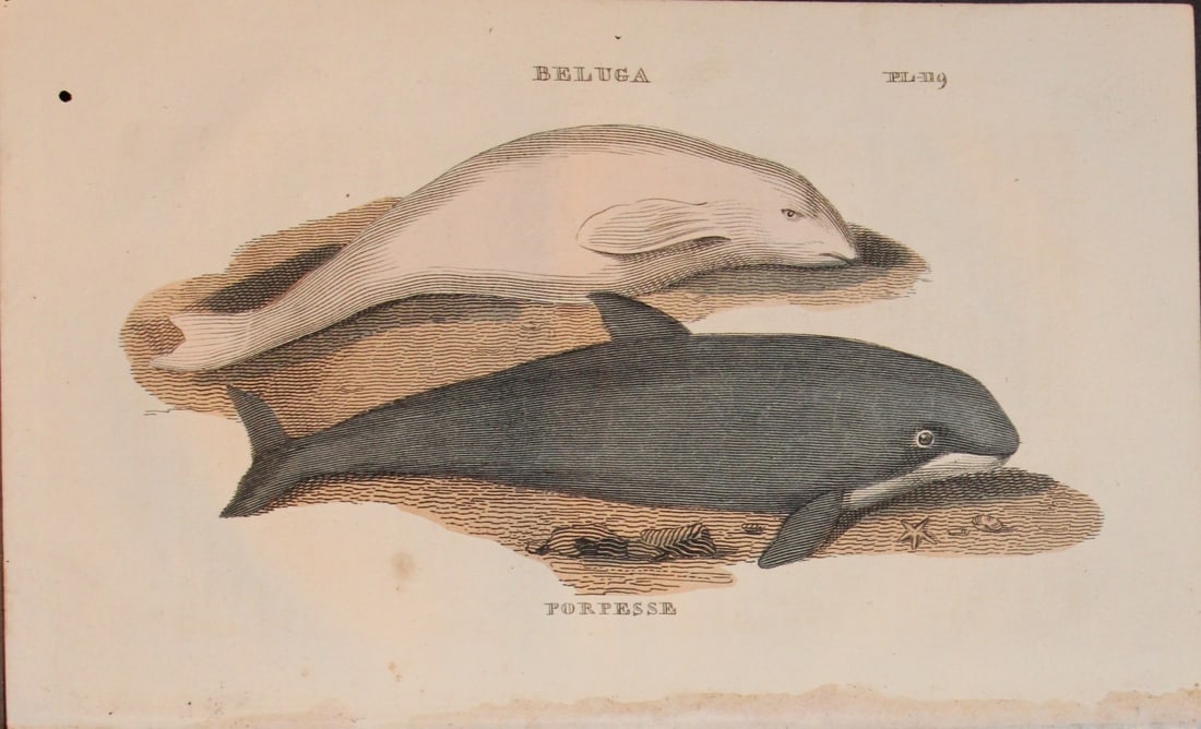 Brightly - Engraving of a Beluga Whale and Porpoise 1811: This copperplate engraving is from The Natural History of Quadrupeds, and Cetaceous Animals by various authors. Published by Brightly and Co, Bungay 1811.Size: 8in x 5in (20cm x 13cm)