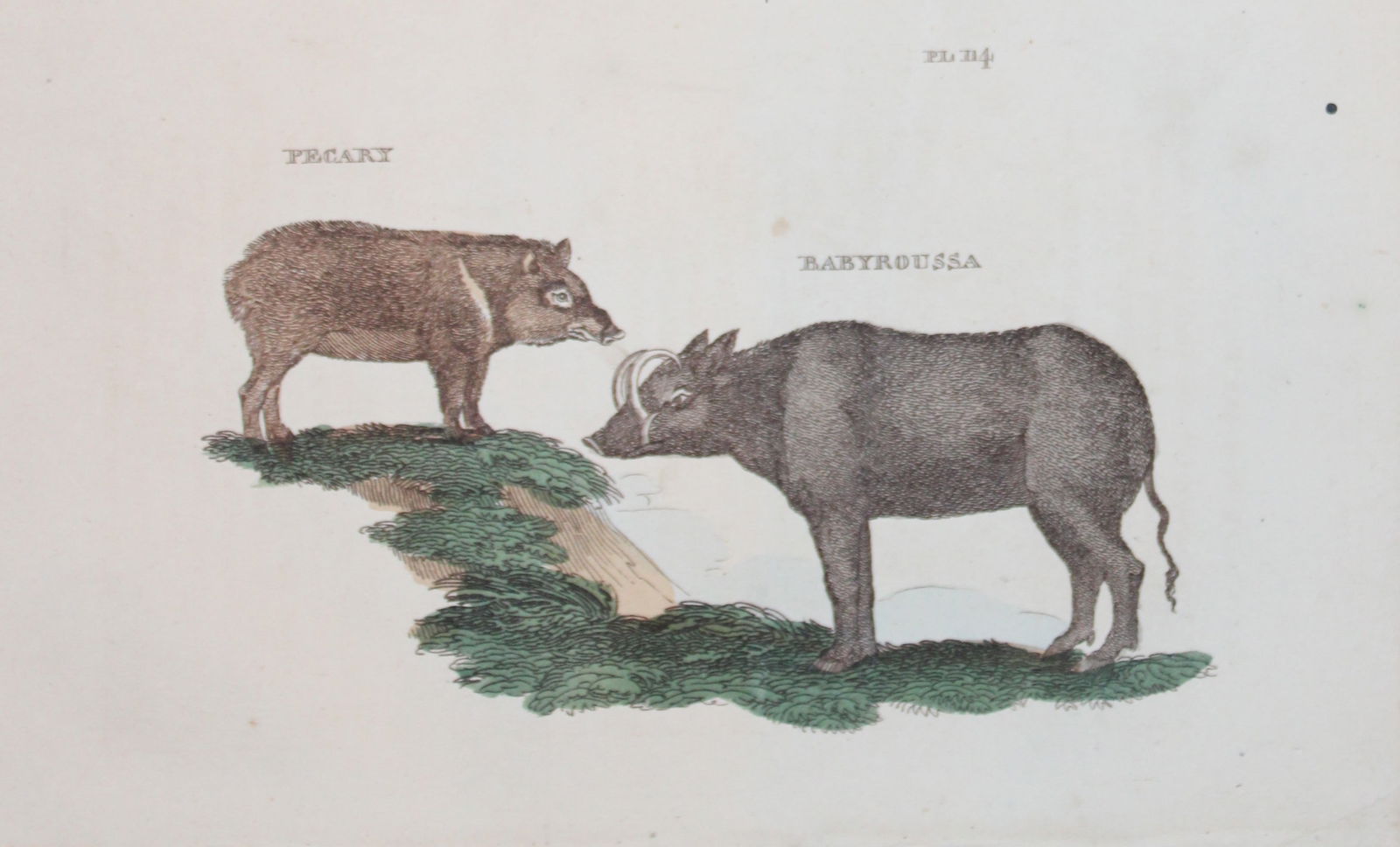 Brightly - Engraving of a Pecary and Babyroussa 1811: This copperplate engraving is from The Natural History of Quadrupeds, and Cetaceous Animals by various authors. Published by Brightly and Co, Bungay 1811.Size: 8in x 5in (20cm x 13cm)