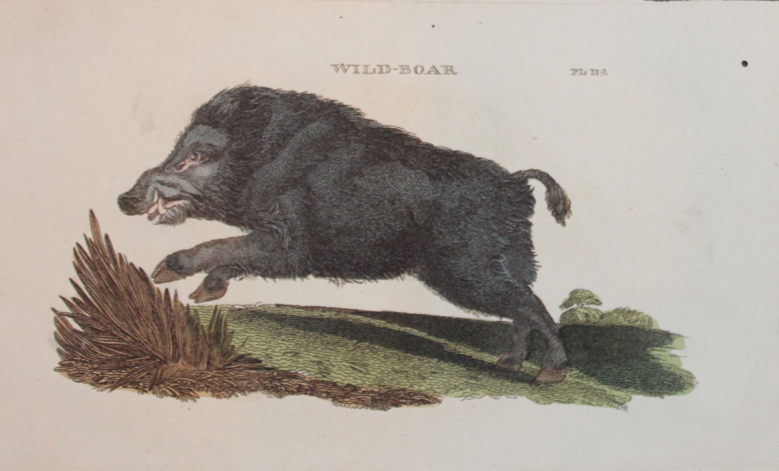 Brightly - Engraving of a Wild Boar 1811: This copperplate engraving is from The Natural History of Quadrupeds, and Cetaceous Animals by various authors. Published by Brightly and Co, Bungay 1811.Size: 8in x 5in (20cm x 13cm)