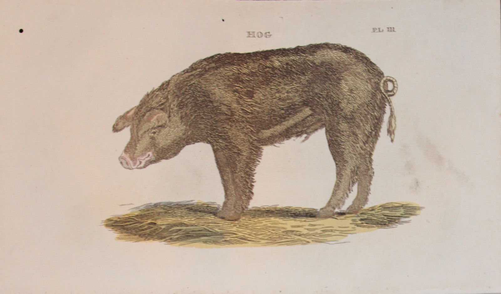 Brightly - Engraving of a Hog 1811: This copperplate engraving is from The Natural History of Quadrupeds, and Cetaceous Animals by various authors. Published by Brightly and Co, Bungay 1811.Size: 8in x 5in (20cm x 13cm)