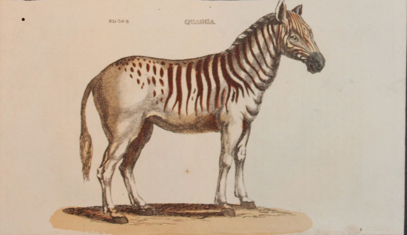 Brightly - Engraving of a Quagga 1811: This copperplate engraving is from The Natural History of Quadrupeds, and Cetaceous Animals by various authors. Published by Brightly and Co, Bungay 1811.Size: 8in x 5in (20cm x 13cm)