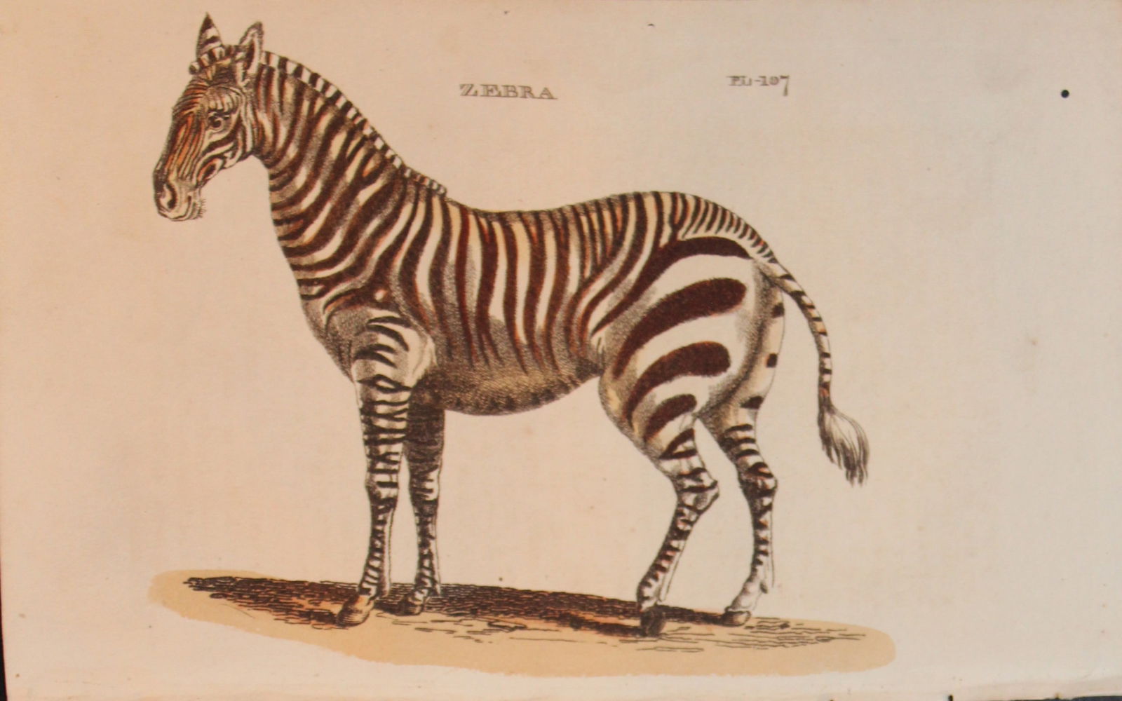Brightly - Engraving of a Zebra 1811: This copperplate engraving is from The Natural History of Quadrupeds, and Cetaceous Animals by various authors. Published by Brightly and Co, Bungay 1811.Size: 8in x 5in (20cm x 13cm)