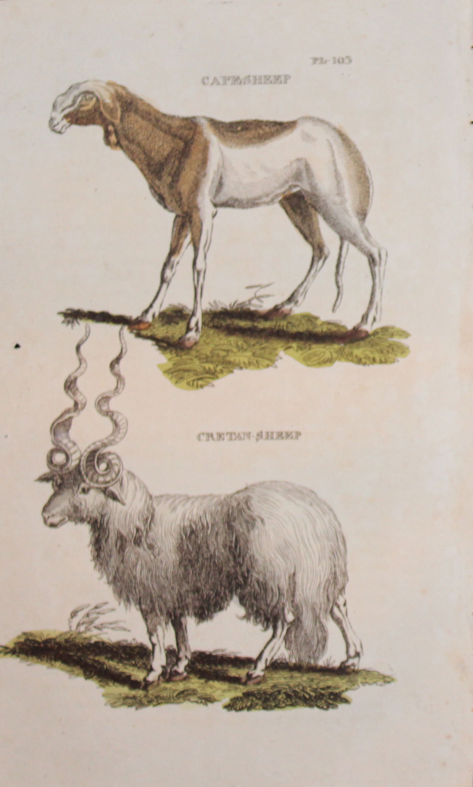 Brightly - Engraving of a Capesheep and Cretan Sheep 1811: This copperplate engraving is from The Natural History of Quadrupeds, and Cetaceous Animals by various authors. Published by Brightly and Co, Bungay 1811.Size: 8in x 5in (20cm x 13cm)