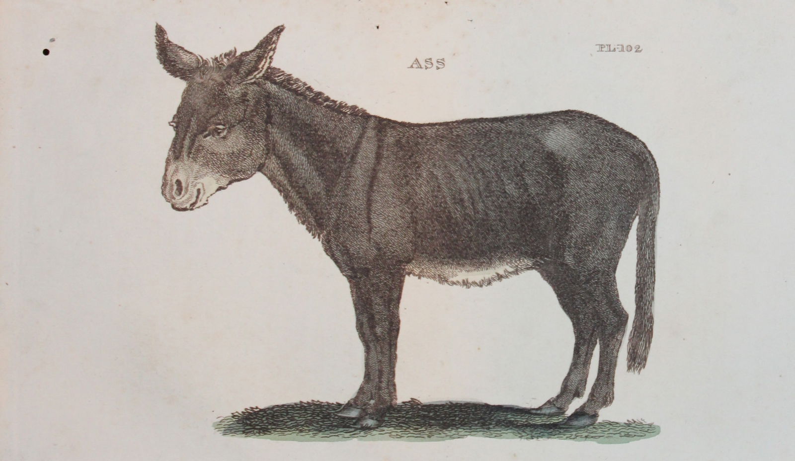 Brightly - Engraving of an Ass 1811: This copperplate engraving is from The Natural History of Quadrupeds, and Cetaceous Animals by various authors. Published by Brightly and Co, Bungay 1811.Size: 8in x 5in (20cm x 13cm)