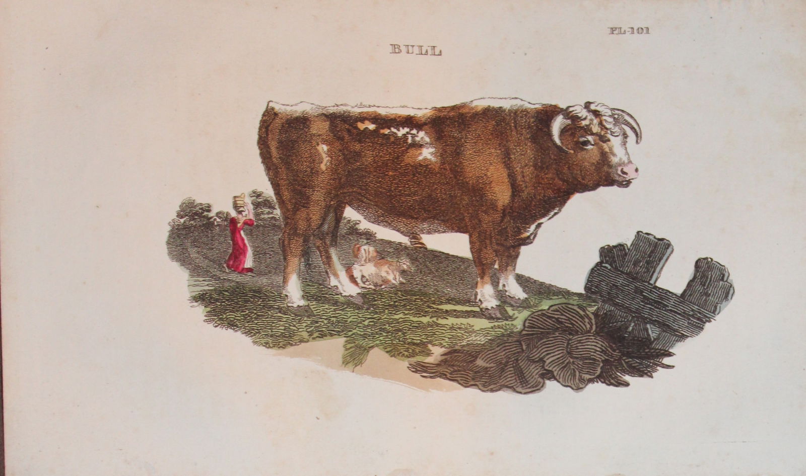Brightly - Engraving of a Bull 1811: This copperplate engraving is from The Natural History of Quadrupeds, and Cetaceous Animals by various authors. Published by Brightly and Co, Bungay 1811.Size: 8in x 5in (20cm x 13cm)