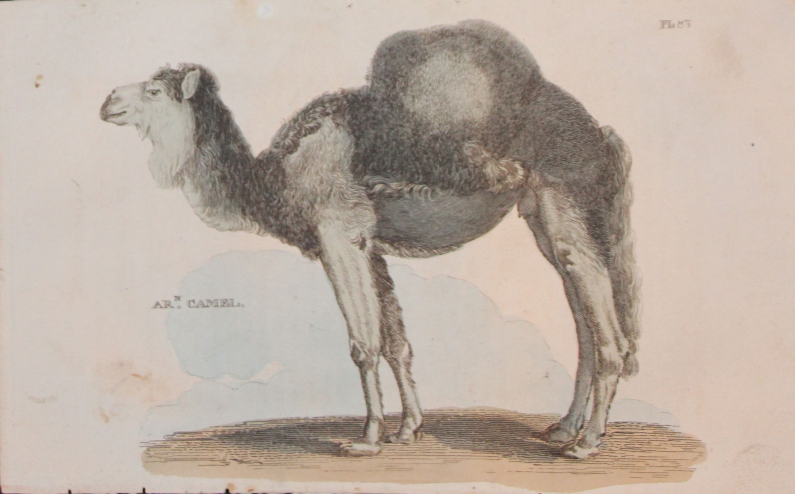 Brightly - Engraving of an Arabian Camel 1811: This copperplate engraving is from The Natural History of Quadrupeds, and Cetaceous Animals by various authors. Published by Brightly and Co, Bungay 1811.Size: 8in x 5in (20cm x 13cm)