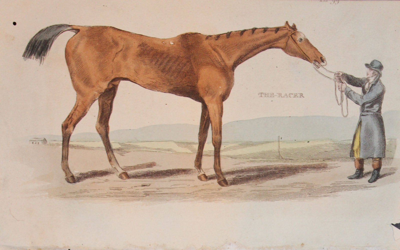 Brightly - Engraving of a Racing Horse 1811: This copperplate engraving is from The Natural History of Quadrupeds, and Cetaceous Animals by various authors. Published by Brightly and Co, Bungay 1811.Size: 8in x 5in (20cm x 13cm)