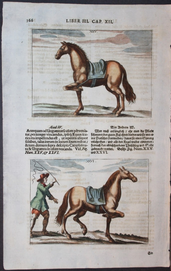 Georg Winter - Rare Bellerophon engraving of dressage training 1678: This rare hand-coloured dressage print is from Bellerophon, sive eques peritus?. by Georg Winter and engraved by Peter Paul Tr?schel , published in Nuremberg 1678. Georg Simon Winter von Adlersfl?gel
