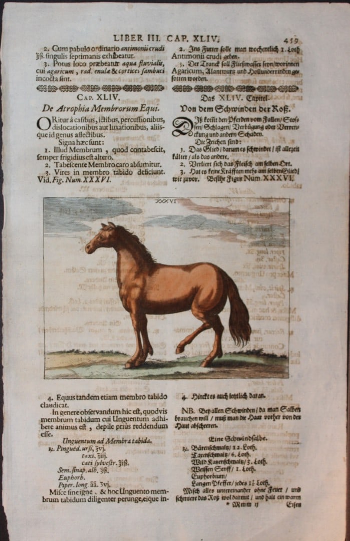 Georg Winter - Rare Bellerophon engraving of dressage training 1678: This rare hand-coloured dressage print is from Bellerophon, sive eques peritus?. by Georg Winter and engraved by Peter Paul Tr?schel , published in Nuremberg 1678. Georg Simon Winter von Adlersfl?gel
