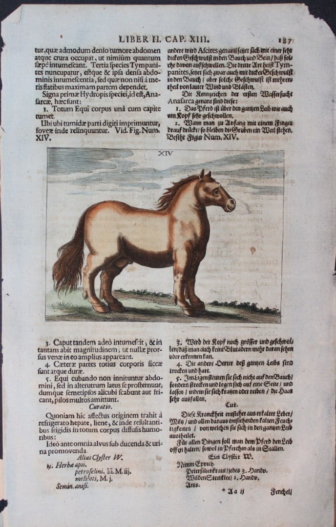 Georg Winter - Rare Bellerophon engraving of dressage training 1678: This rare hand-coloured dressage print is from Bellerophon, sive eques peritus?. by Georg Winter and engraved by Peter Paul Tr?schel , published in Nuremberg 1678. Georg Simon Winter von Adlersfl?gel