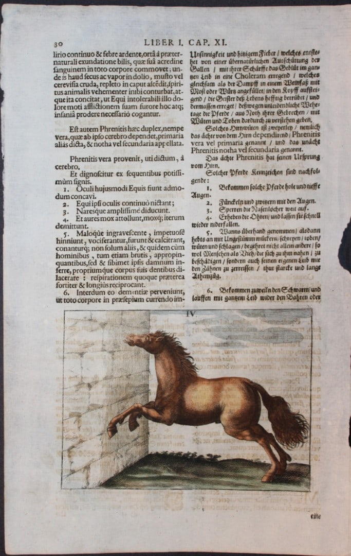 Georg Winter - Rare Bellerophon engraving of dressage training 1678: This rare hand-coloured dressage print is from Bellerophon, sive eques peritus?. by Georg Winter and engraved by Peter Paul Tr?schel , published in Nuremberg 1678. Georg Simon Winter von Adlersfl?gel