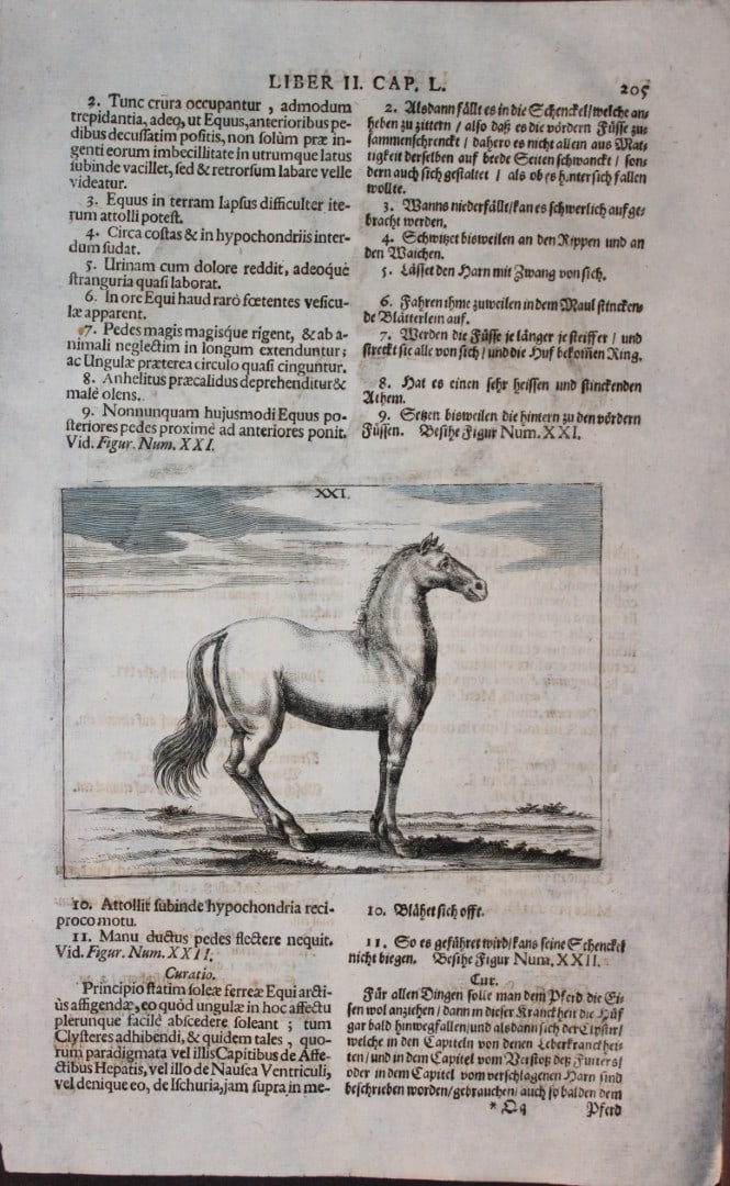 Georg Winter - Rare Bellerophon engraving of dressage training 1678: This rare hand-coloured dressage print is from Bellerophon, sive eques peritus?. by Georg Winter and engraved by Peter Paul Tr?schel , published in Nuremberg 1678. Georg Simon Winter von Adlersfl?gel