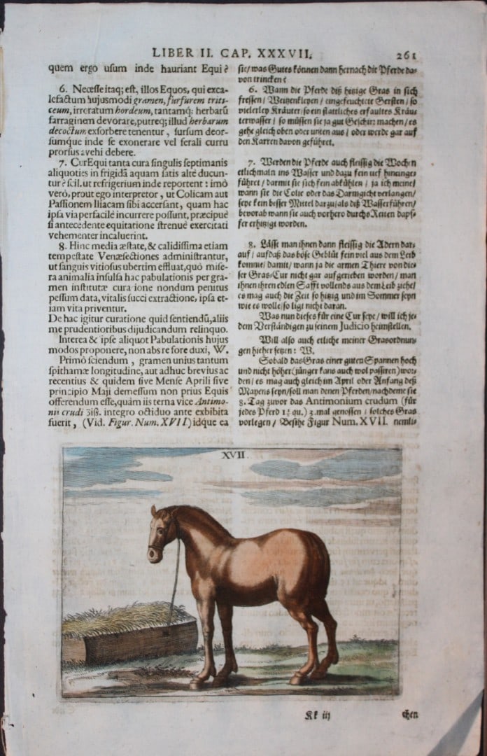 Georg Winter - Rare Bellerophon engraving of dressage training 1678: This rare hand-coloured dressage print is from Bellerophon, sive eques peritus?. by Georg Winter and engraved by Peter Paul Tr?schel , published in Nuremberg 1678. Georg Simon Winter von Adlersfl?gel