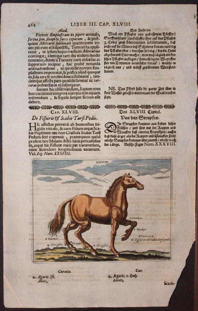 Georg Winter - Rare Bellerophon engraving of dressage training 1678: This rare hand-coloured dressage print is from Bellerophon, sive eques peritus?. by Georg Winter and engraved by Peter Paul Tr?schel , published in Nuremberg 1678. Georg Simon Winter von Adlersfl?gel