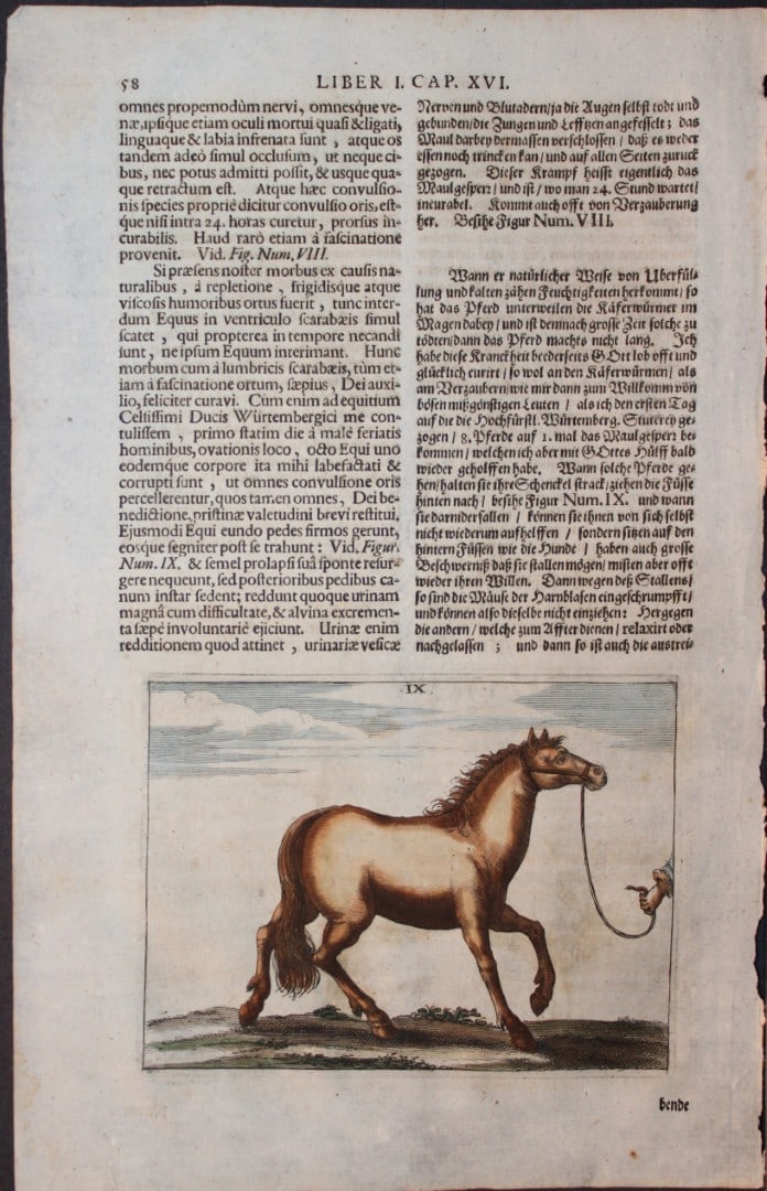 Georg Winter - Rare Bellerophon engraving of dressage training 1678: This rare hand-coloured dressage print is from Bellerophon, sive eques peritus?. by Georg Winter and engraved by Peter Paul Tr?schel , published in Nuremberg 1678. Georg Simon Winter von Adlersfl?gel