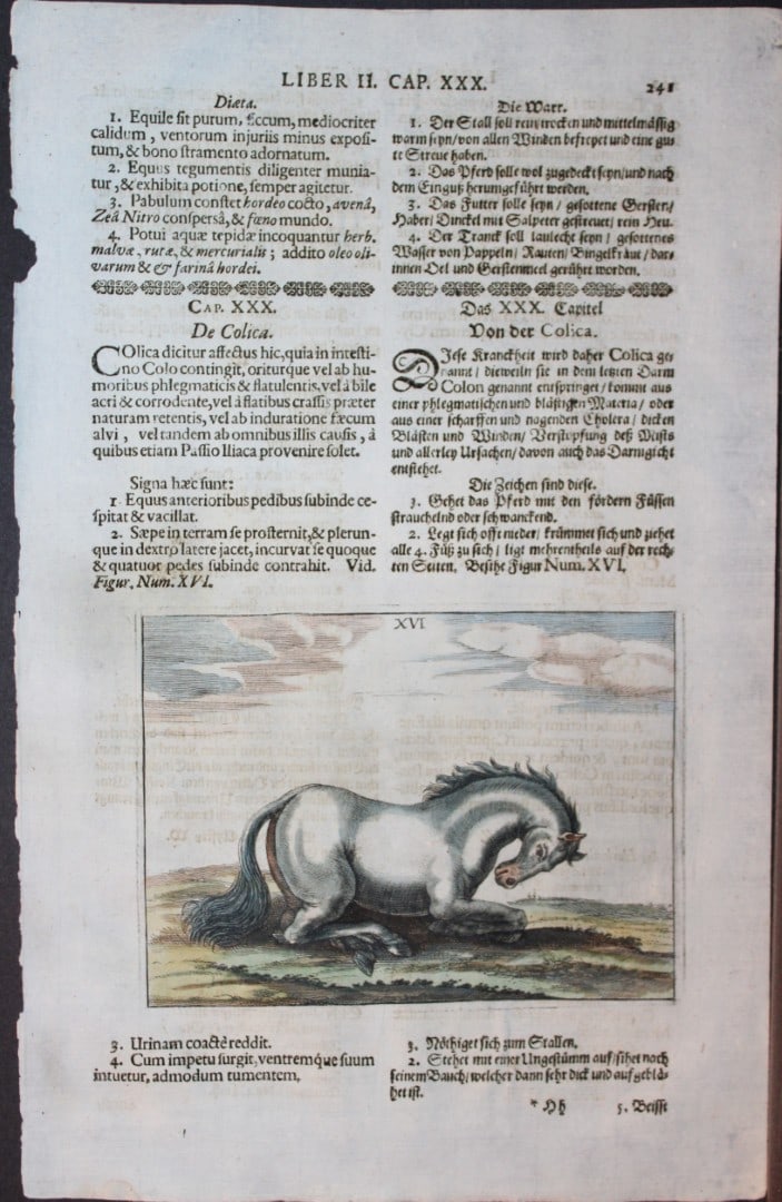 Georg Winter - Rare Bellerophon engraving of dressage training 1678: This rare hand-coloured dressage print is from Bellerophon, sive eques peritus?. by Georg Winter and engraved by Peter Paul Tr?schel , published in Nuremberg 1678. Georg Simon Winter von Adlersfl?gel