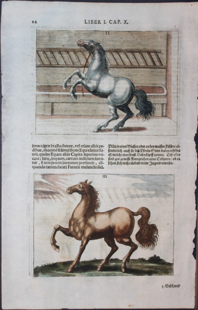 Georg Winter - Rare Bellerophon engraving of dressage training 1678: This rare hand-coloured dressage print is from Bellerophon, sive eques peritus?. by Georg Winter and engraved by Peter Paul Tr?schel , published in Nuremberg 1678. Georg Simon Winter von Adlersfl?gel