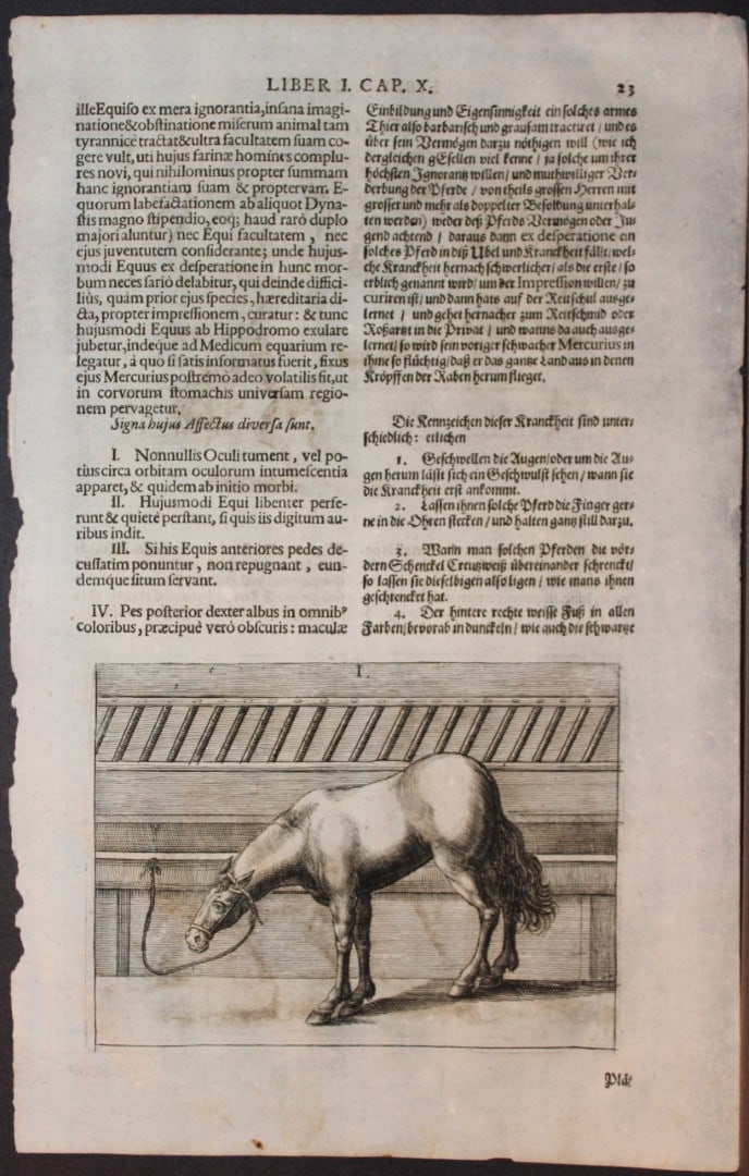 Georg Winter - Rare Bellerophon engraving of dressage training 1678: This rare hand-coloured dressage print is from Bellerophon, sive eques peritus?. by Georg Winter and engraved by Peter Paul Tr?schel , published in Nuremberg 1678. Georg Simon Winter von Adlersfl?gel