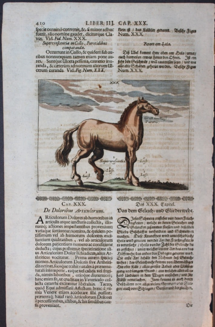 Georg Winter - Rare Bellerophon engraving of dressage training 1678: This rare hand-coloured dressage print is from Bellerophon, sive eques peritus?. by Georg Winter and engraved by Peter Paul Tr?schel , published in Nuremberg 1678. Georg Simon Winter von Adlersfl?gel