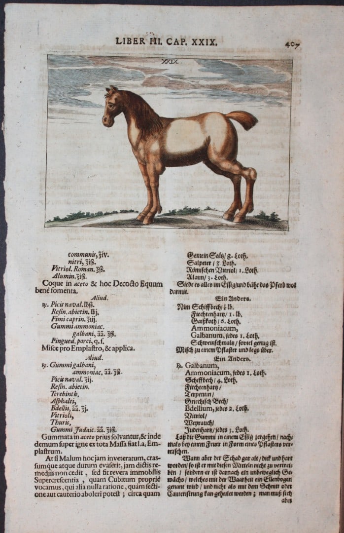 Georg Winter - Rare Bellerophon engraving of dressage training 1678: This rare hand-coloured dressage print is from Bellerophon, sive eques peritus?. by Georg Winter and engraved by Peter Paul Tr?schel , published in Nuremberg 1678. Georg Simon Winter von Adlersfl?gel
