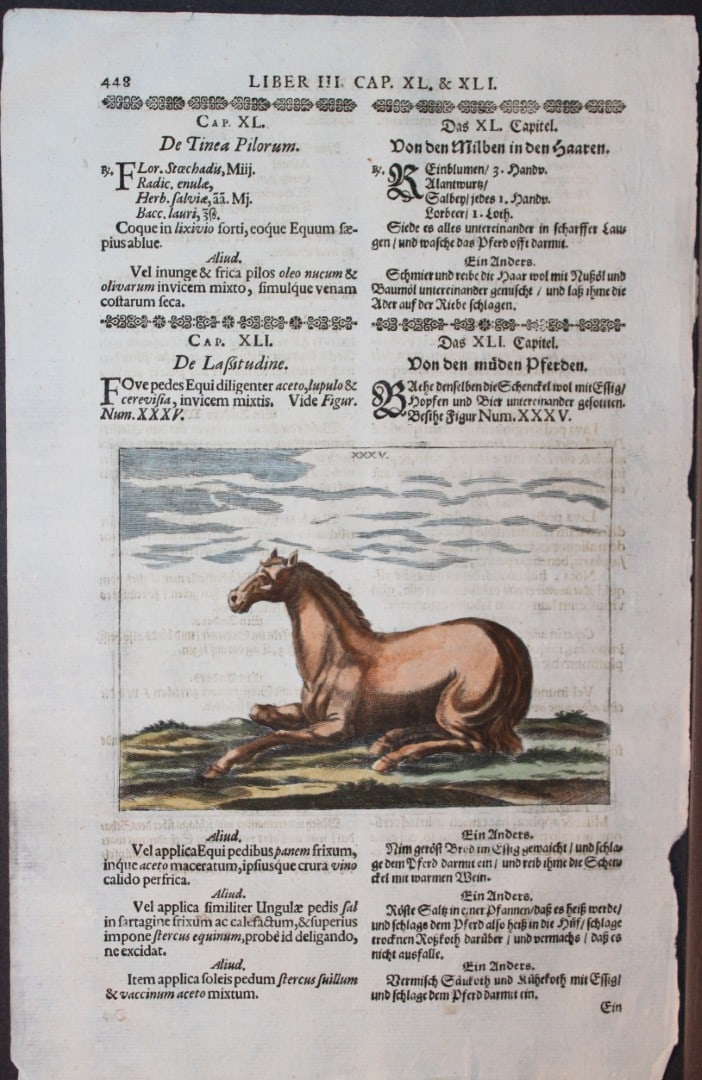 Georg Winter - Rare Bellerophon engraving of dressage training 1678: This rare hand-coloured dressage print is from Bellerophon, sive eques peritus?. by Georg Winter and engraved by Peter Paul Tr?schel , published in Nuremberg 1678. Georg Simon Winter von Adlersfl?gel