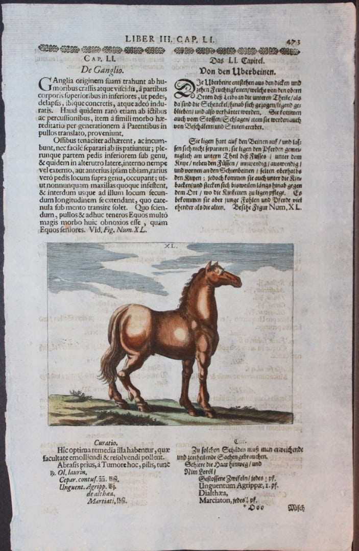 Georg Winter - Rare Bellerophon engraving of dressage training 1678: This rare hand-coloured dressage print is from Bellerophon, sive eques peritus?. by Georg Winter and engraved by Peter Paul Tr?schel , published in Nuremberg 1678. Georg Simon Winter von Adlersfl?gel
