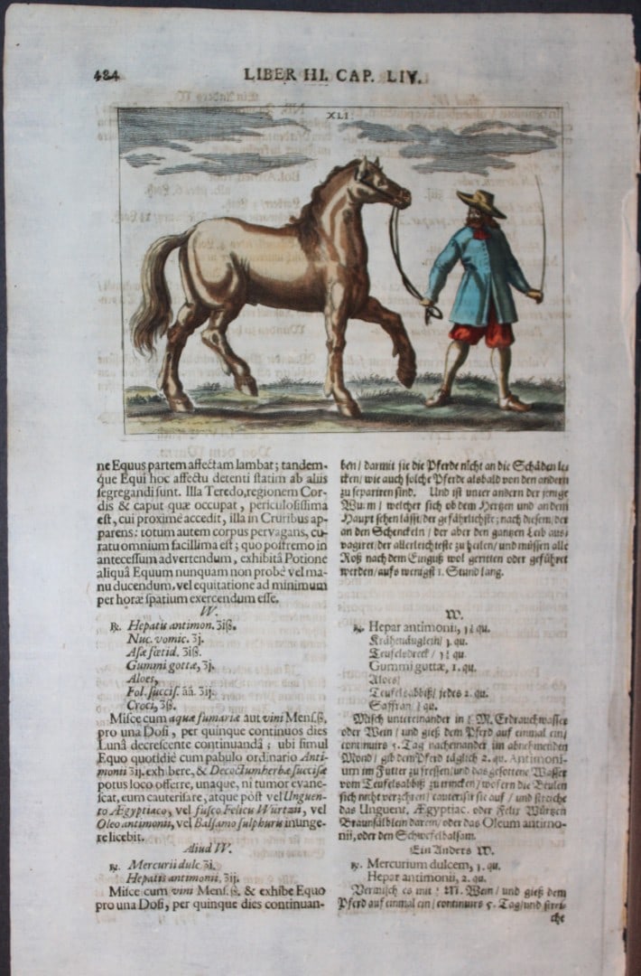 Georg Winter - Rare Bellerophon engraving of dressage training 1678: This rare hand-coloured dressage print is from Bellerophon, sive eques peritus?. by Georg Winter and engraved by Peter Paul Tr?schel , published in Nuremberg 1678. Georg Simon Winter von Adlersfl?gel