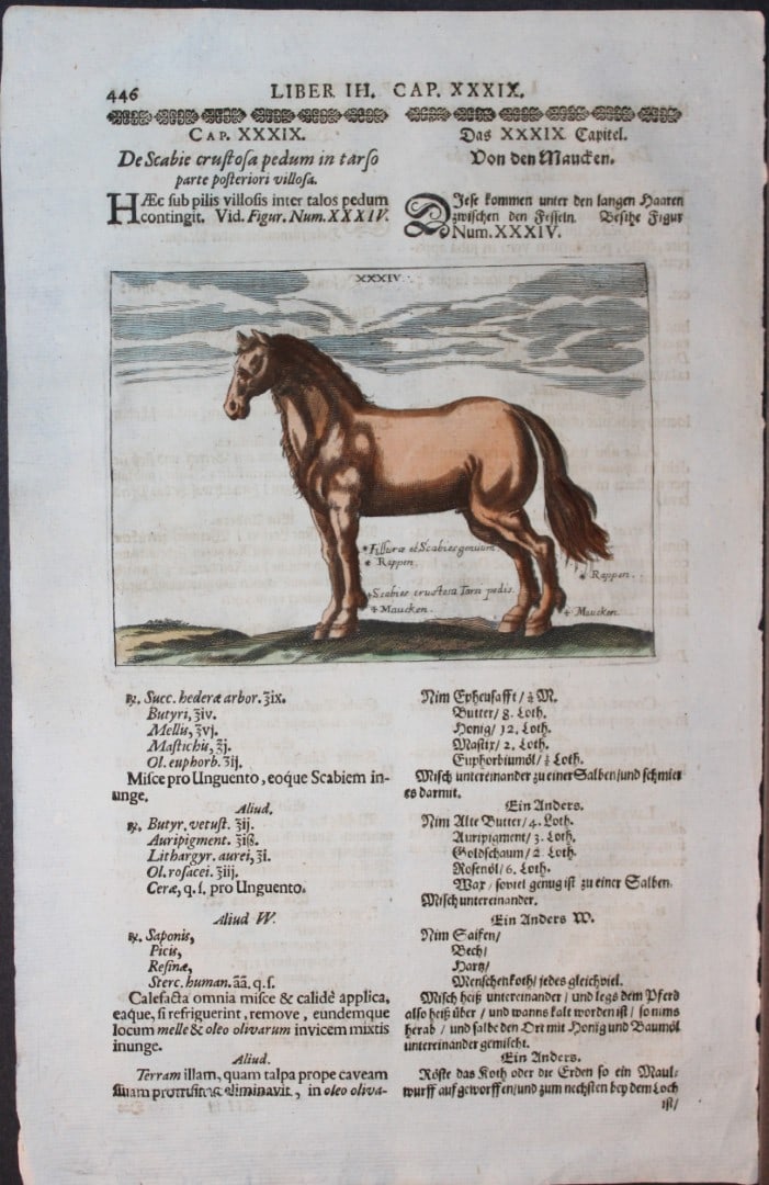 Georg Winter - Rare Bellerophon engraving of dressage training 1678: This rare hand-coloured dressage print is from Bellerophon, sive eques peritus?. by Georg Winter and engraved by Peter Paul Tr?schel , published in Nuremberg 1678. Georg Simon Winter von Adlersfl?gel