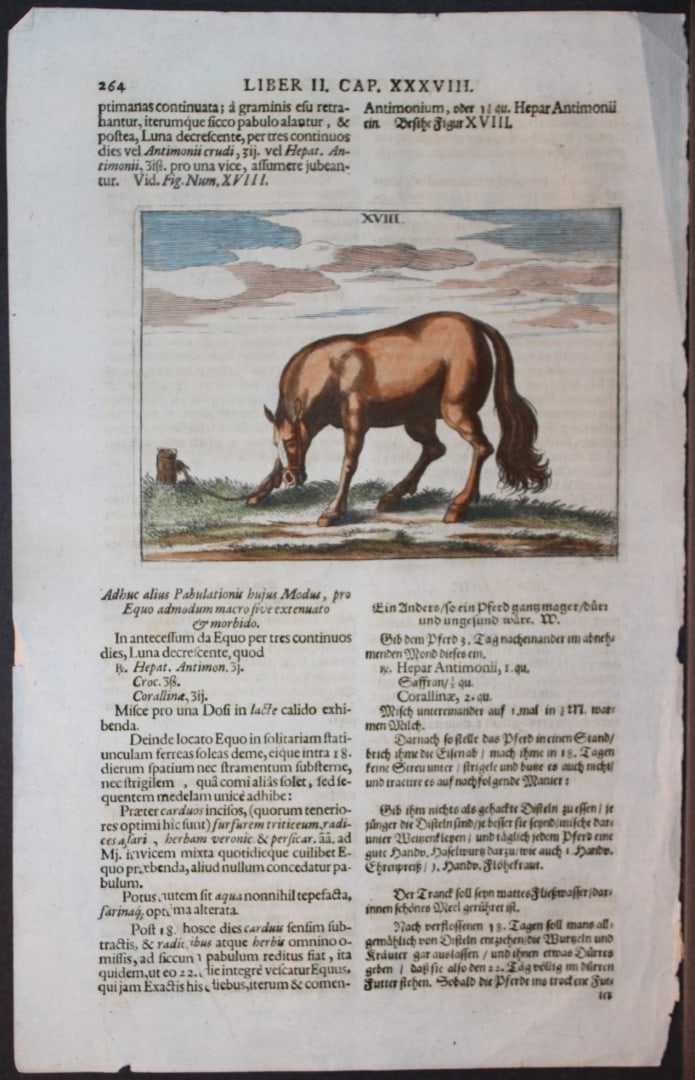 Georg Winter - Rare Bellerophon engraving of dressage training 1678: This rare hand-coloured dressage print is from Bellerophon, sive eques peritus?. by Georg Winter and engraved by Peter Paul Tr?schel , published in Nuremberg 1678. Georg Simon Winter von Adlersfl?gel