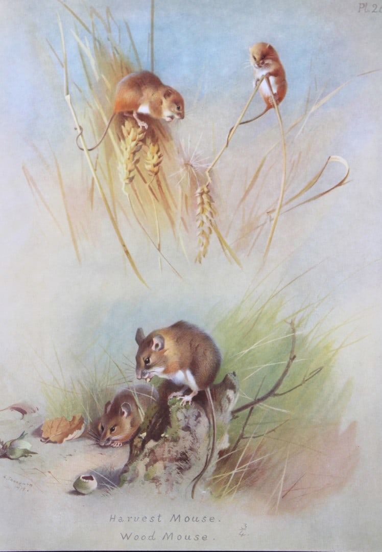 A Thorburn - Print of Harvest and Wood Mice 1920: This original antique print is from British Mammals by Archibald Thorburn. Published by Longmans, Green and Co. 39 Paternoster Row, London, 1920. This chromolithograph is after a painting by the Scott