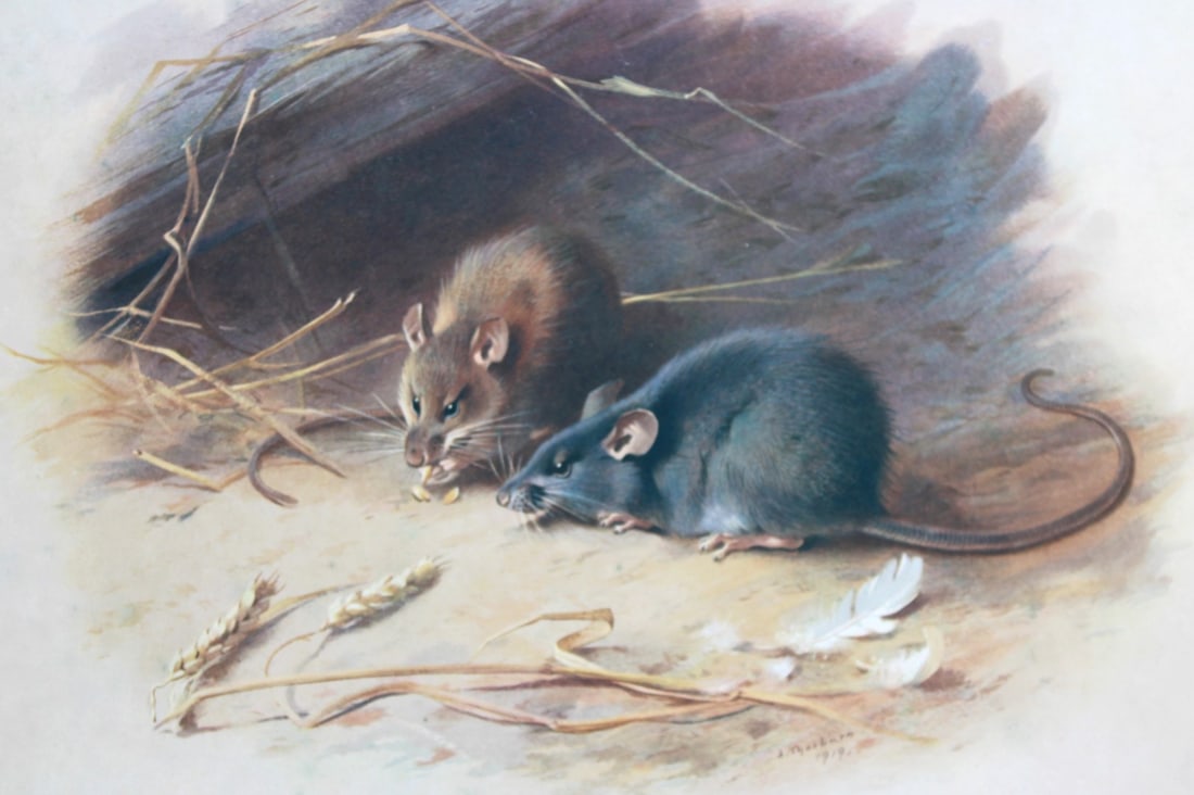 A Thorburn - Print of Alexandrine and Black Rats 1920: This original antique print is from British Mammals by Archibald Thorburn. Published by Longmans, Green and Co. 39 Paternoster Row, London, 1920. This chromolithograph is after a painting by the Scott