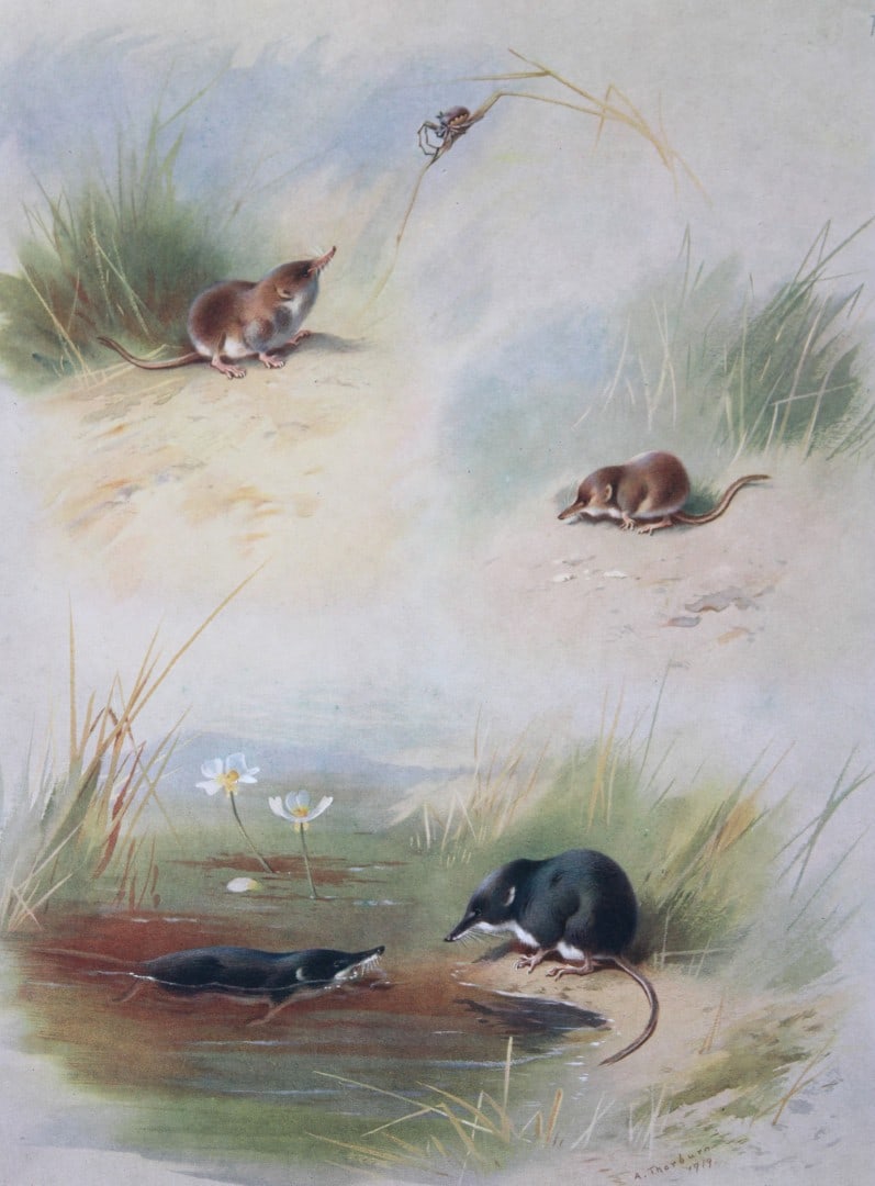 A Thorburn - Print of Common, Lesser and Water Shrews 1920: This original antique print is from British Mammals by Archibald Thorburn. Published by Longmans, Green and Co. 39 Paternoster Row, London, 1920. This chromolithograph is after a painting by the Scott
