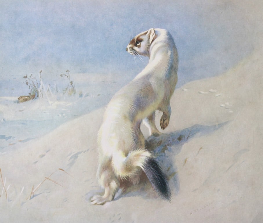 A Thorburn - Print of Stoat (Winter) 1920: This original antique print is from British Mammals by Archibald Thorburn. Published by Longmans, Green and Co. 39 Paternoster Row, London, 1920. This chromolithograph is after a painting by the Scott