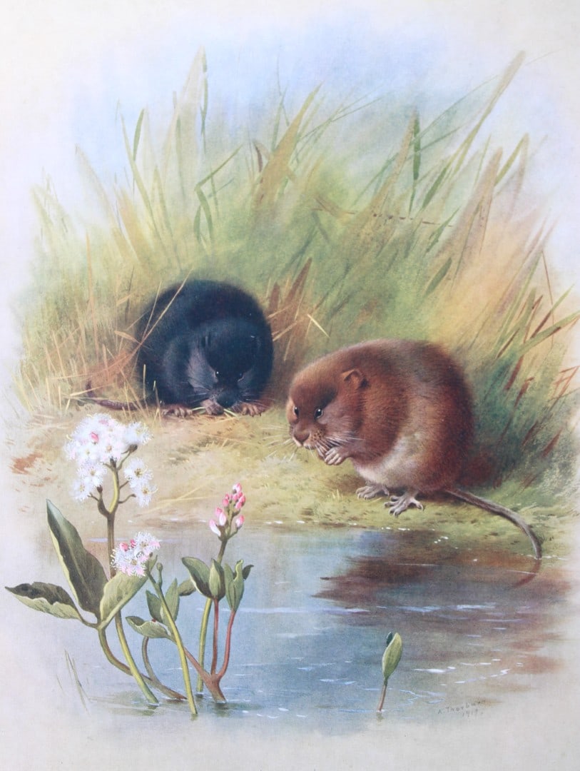 A Thorburn - Print of Water Voles 1920: This original antique print is from British Mammals by Archibald Thorburn. Published by Longmans, Green and Co. 39 Paternoster Row, London, 1920. This chromolithograph is after a painting by the Scott