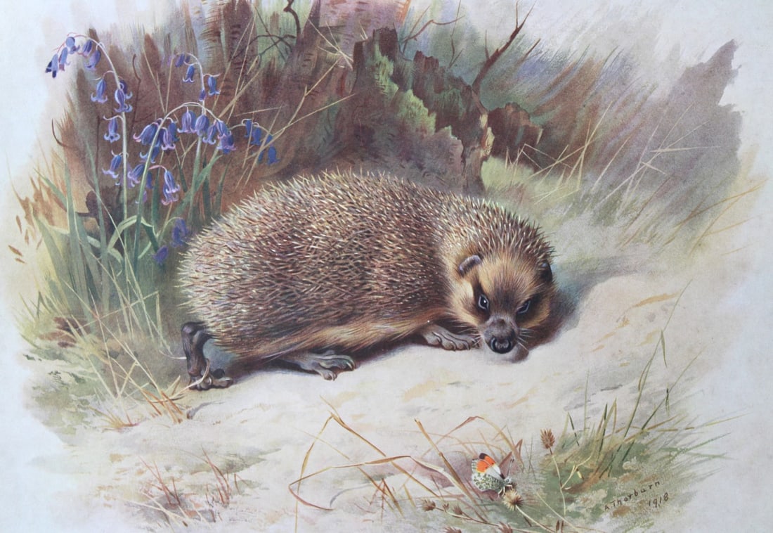 A Thorburn - Print of Hedgehog 1920: This original antique print is from British Mammals by Archibald Thorburn. Published by Longmans, Green and Co. 39 Paternoster Row, London, 1920. This chromolithograph is after a painting by the Scott