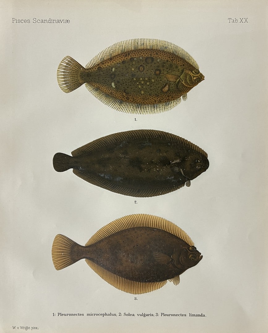 Wilhelm von Wright - Beautiful lithograph of Scandinavian Fishes 1892: This lithograph is from the second larger edition of Skandinaviens Fiskar or The Fishes of Scandinavia drawn by Wilhelm von Wright.Published by Norsted and Soners Forlag, Stockholm, 1892.This work pro